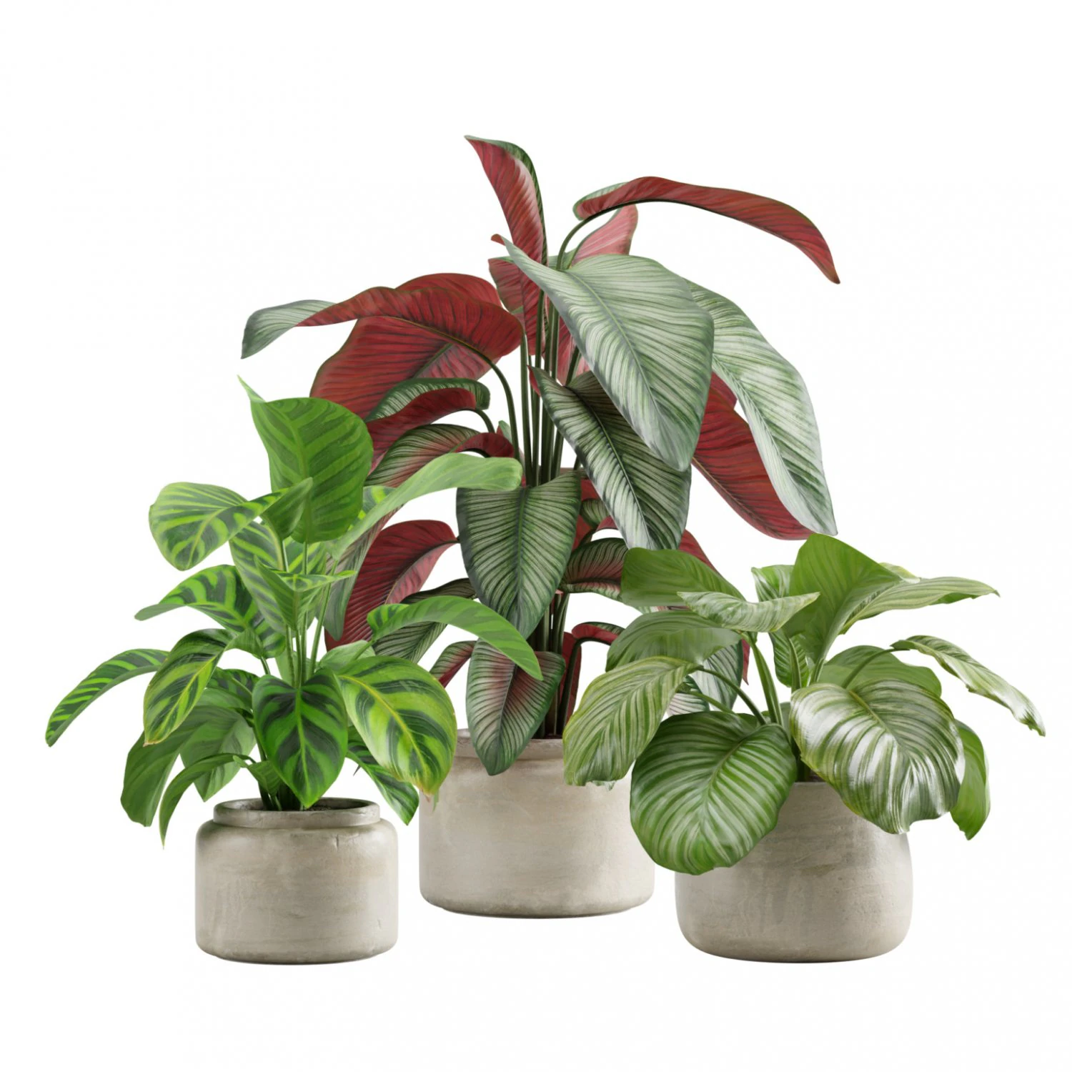 Calathea Plants Pack 3D Model .c4d .max .obj .3ds .fbx .stl .blend