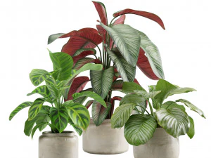 칼라시아 식물 팩 3D 모델