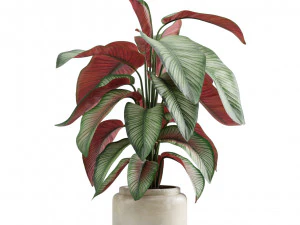 Calathea Plants Pack 3D Model