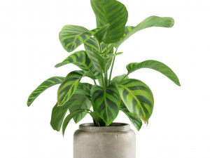 Calathea Plants Pack 3D Model