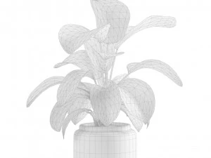 Calathea Plants Pack 3D Model