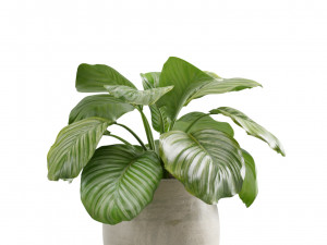 Calathea Plants Pack Modèle 3D