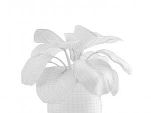 Calathea Plants Pack Modèle 3D