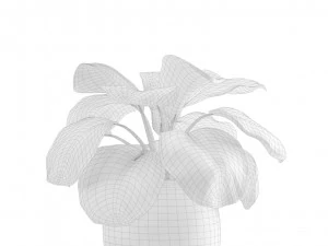 Calathea Plants Pack 3D Model