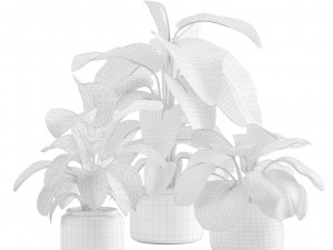 Calathea Plants Pack Modèle 3D