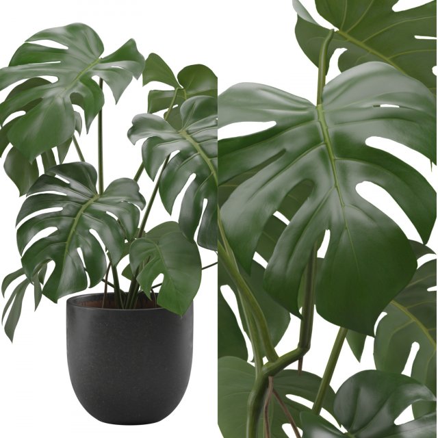 Monstera Deliciosa SwissCheese Plant 3D मॉडल .c4d .max .obj .3ds .fbx .stl .blend 