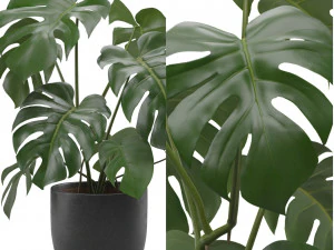 Monstera Deliciosa SwissCheese Plant 3D Model