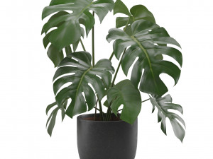 Monstera Deliciosa SwissCheese Plant 3D मॉडल