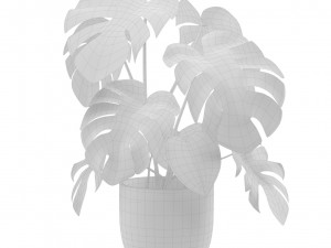 Monstera Deliciosa SwissCheese Plant 3D मॉडल