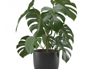 Monstera Deliciosa SwissCheese Plant 3D मॉडल