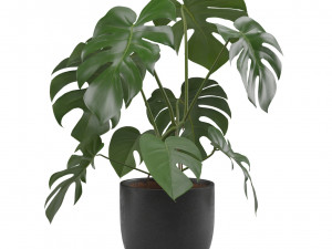 Monstera Deliciosa SwissCheese Plant 3D मॉडल