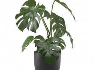Monstera Deliciosa SwissCheese Plant 3D मॉडल