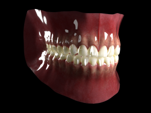 Mouth Model 3D Model