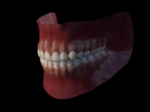 Mouth Model 3D Model