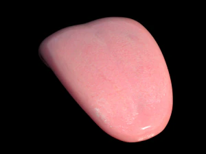 Mouth Model 3D Model