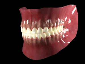 Mouth Model 3D 模型