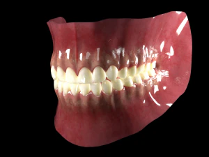 Mouth Model 3D Model