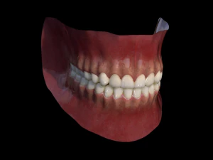 Mouth Model 3D Model