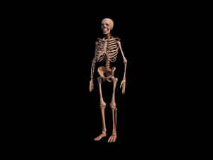 Skeleton Model 3D