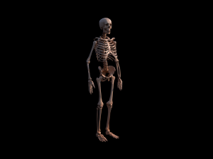 Skeleton 3D मॉडल