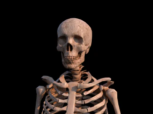 해골 3D 모델