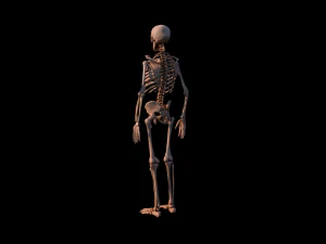 해골 3D 모델