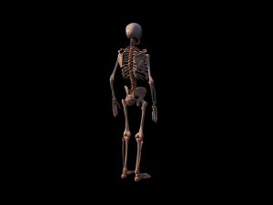 Skeleton 3D मॉडल