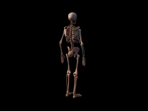 해골 3D 모델