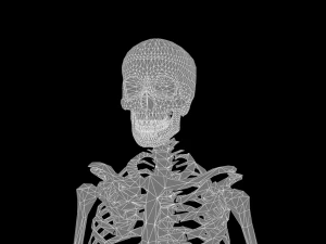 해골 3D 모델