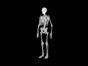 Skeleton 3D मॉडल