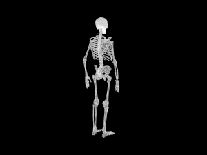 Skeleton 3D मॉडल