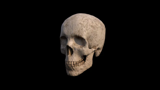 Skull 3D Model .c4d .max .obj .3ds .fbx .stl .blend