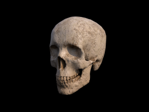Skull Model 3D