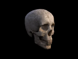 Skull 3D Model
