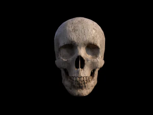 Skull 3D Model