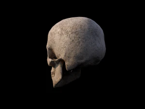Skull 3D Model
