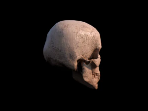 Skull 3D Model