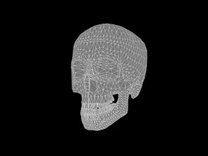 Skull 3D Model