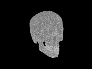 Skull 3D Model