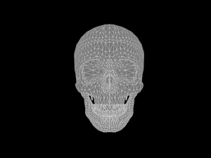 Skull 3D Model