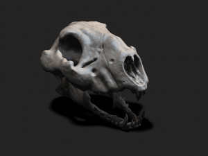 Creature Skull 3D 模型