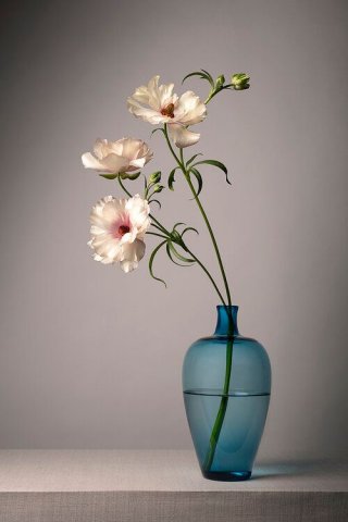 White flower 2 3D Model .c4d .max .obj .3ds .fbx .stl .blend 