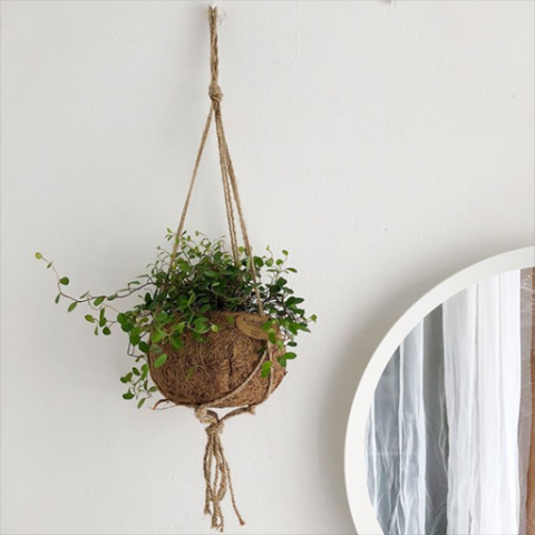 Coconut Macrame Hanging Plants 3D 모델 .c4d .max .obj .3ds .fbx .stl .blend 