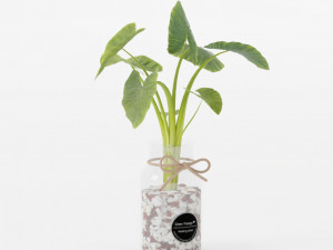 Glass Fishbowl Bowl Hydroponics Plant SET 3D मॉडल