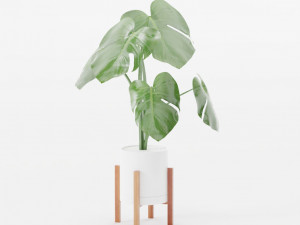 Wood Stand Potted Air Purifying Plant Set Modello 3D