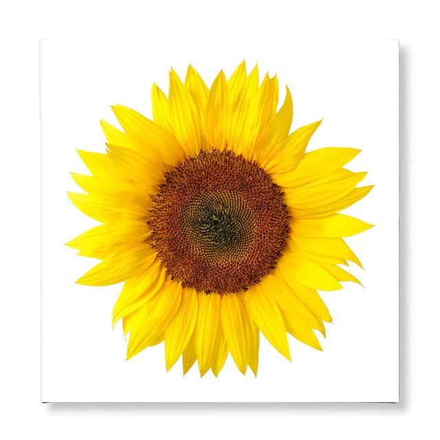 Canvas Framed Sunflower Model 3D .c4d .max .obj .3ds .fbx .stl .blend