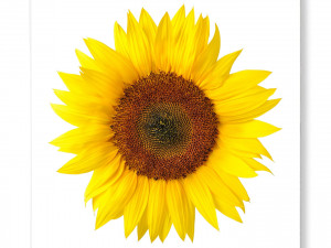 Canvas Framed Sunflower 3D 모델