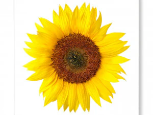 캔버스 액자 해바라기 3D 모델