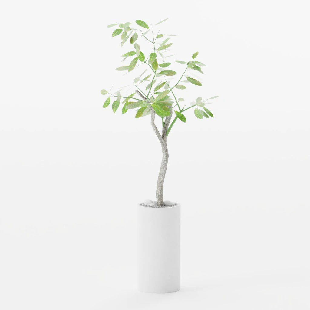 Large Bengal Rubber Tree 3D Model .c4d .max .obj .3ds .fbx .stl .blend 