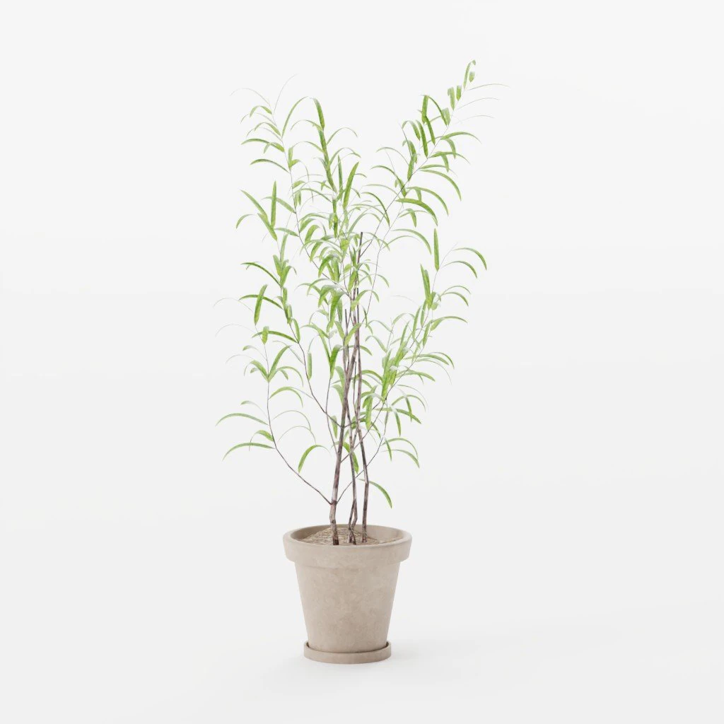 Interior Plant Namcheon Medium 3D Model .c4d .max .obj .3ds .fbx .stl .blend
